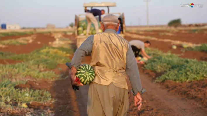 Diyarbakır karpuzunda hasat devam ediyor, üretici beklediği verimi alamadı