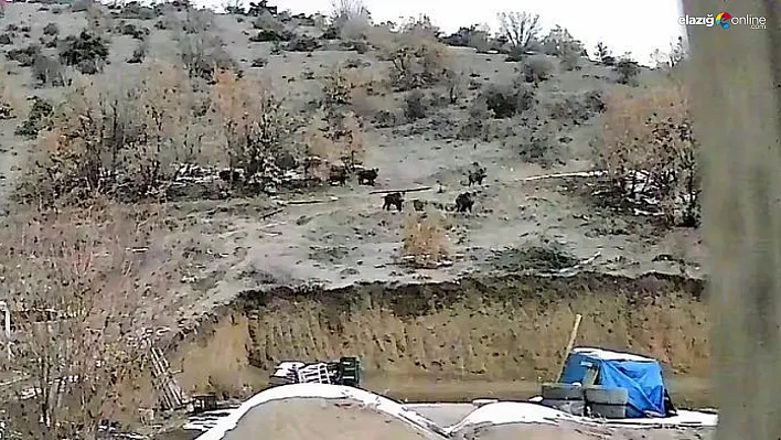 Elazığ'da Domuz Sürüsü Köyü Bastı! O Anlar Güvenlik Kamerasında!