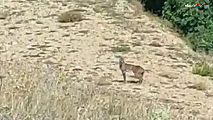 Doğanın özel avcısı 'Vaşak' Tunceli'de görüntülendi