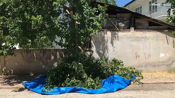 Elazığ'da ağaçtan düşen adam ağır yaralandı