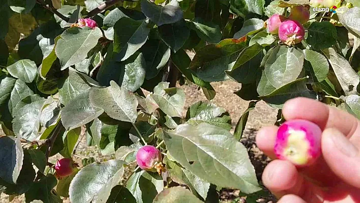 Elazığ'da Bahar Gibi Sonbahar: Çiçek Açan Ağaçlar Tekrar Meyve Vermeye Başladı