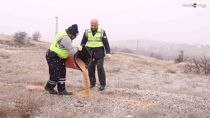 Yaban ve sokak hayvanları için çalışma başladı