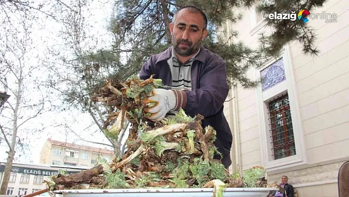 'Çiriş' ve 'Kenger' otu, tezgahlardaki yerini aldı