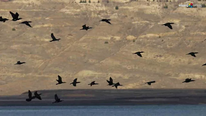 Doğa Koruma Ekiplerinden Elazığ'da Örnek Çalışma!