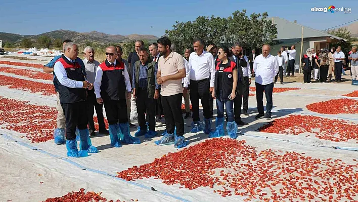 Elazığ Domates Üretiminde Türkiye'nin Lideri Olmaya Devam Ediyor!