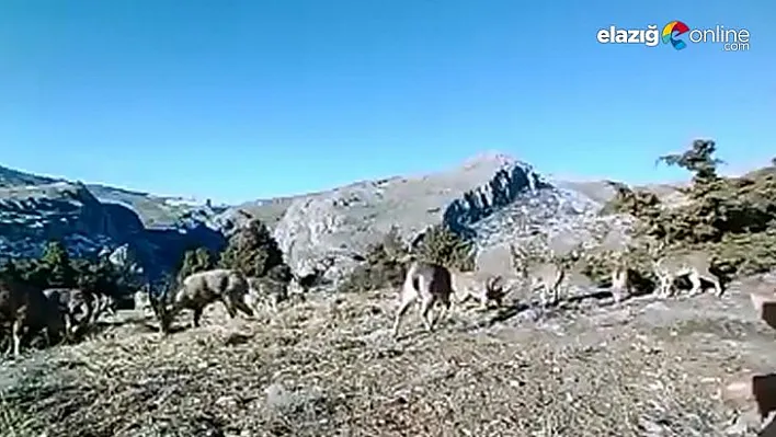 Elazığ'da 11 aylık yaban hayatı fotokapanlara yansıdı