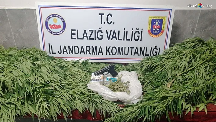 Düzenlenen operasyonla 119 kök kenevir ele geçirildi