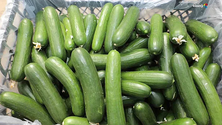 Elazığ'da Örtü Altı Salatalık Üretimi Başladı: 17 Bin Ton Rekolte Bekleniyor!