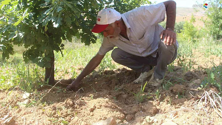 Trüf mantarı Elazığ'da!