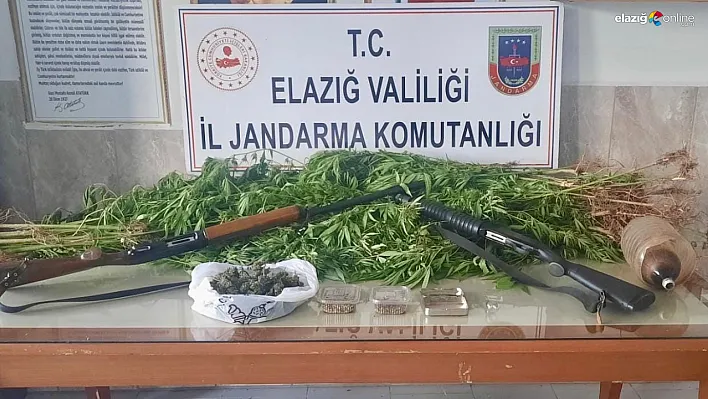 Uyuşturucu ihbarına jandarma operasyonu! 354 kök kenevir ele geçirildi