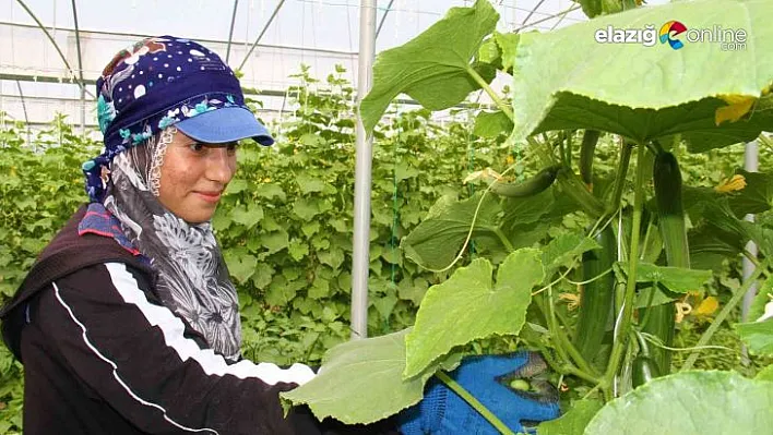 45 derece sıcağın altında salatalık hasadı başladı