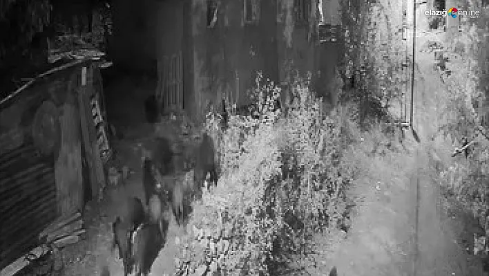 Aç Kalan Domuz Sürüsü Ev Bahçesine Girdi: O Anlar Görüntülere Yansıdı!