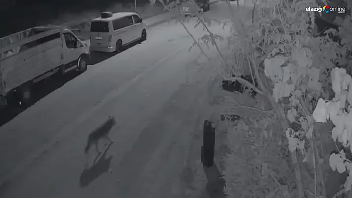 Gece Gezen Kurt, Elazığ'da Mahallede Güvenlik Kameralarına Yansıdı!