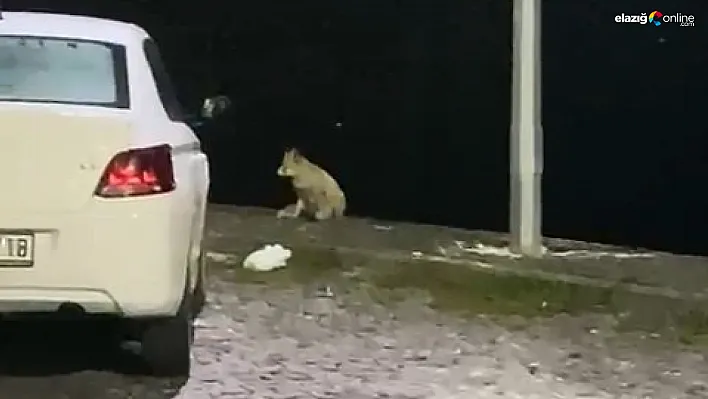 Elazığ'da aç kalan tilki mahallede yiyecek aradı