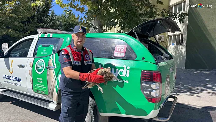 Jandarma ve Doğa Ekipleri Elazığ'da Yaralı Akbaba için Harekete Geçti!