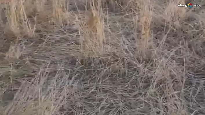 Elazığ Baskil'de Yaban Domuzu İstilası: Çiftçiler Zor Durumda!
