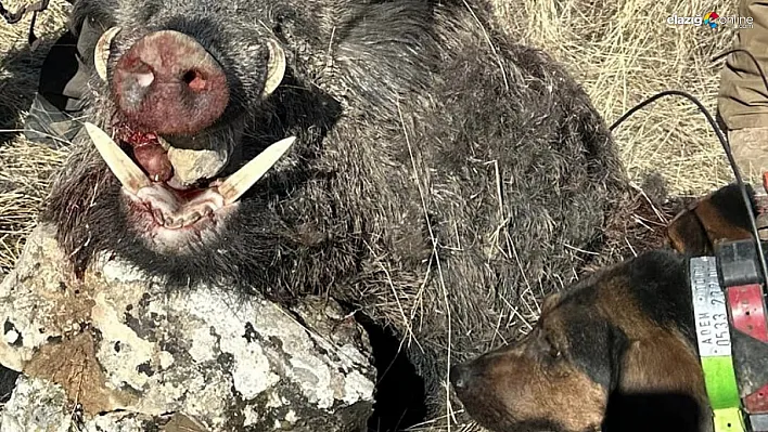 Elazığ'da 300 Kilo Ağırlığında Dev Yaban Domuzu Avı