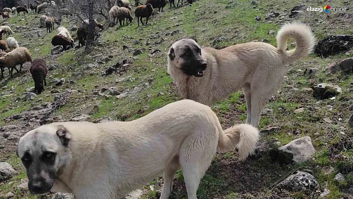 Elazığ Karakoçan'da Tepki Çeken Olay!