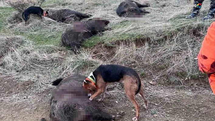 Baskil dağlarında 250 kiloluk yaban domuzu avlandı