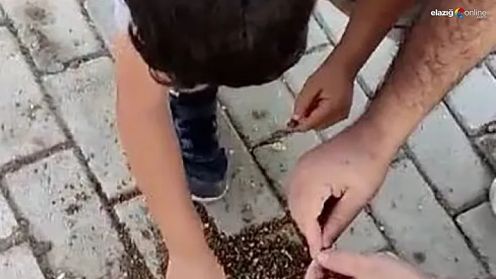 Elazığlı baba ve oğuldan doğanın küçük canlılarına destek!