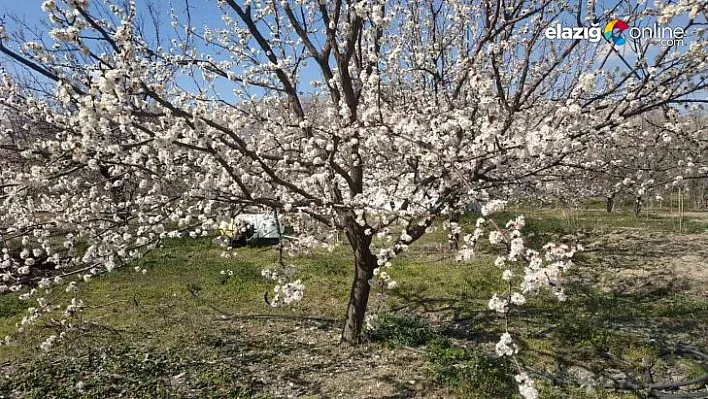 Çiçek açan ağaçlar rengarenk görüntü oluşturdu