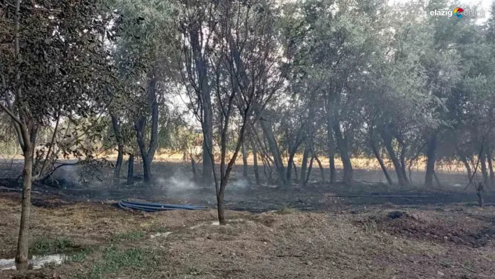 Elazığ'da bahçe yangını: İtfaiye ve jandarma ekipleri harekete geçti