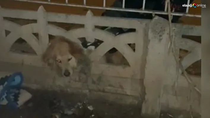 Sıkışan köpeğin imdadına itfaiye yetişti