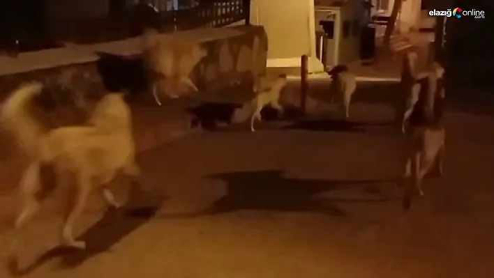 Keban'da sokak köpekleri 150 tavuğu telef etti!