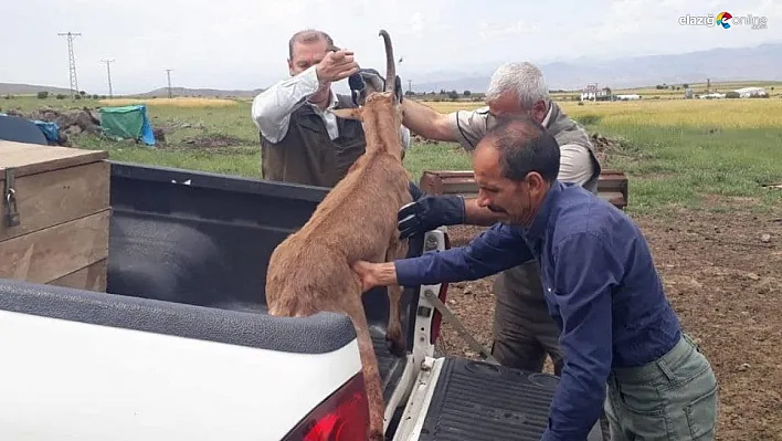 Dağ keçisi koruma altına alındı