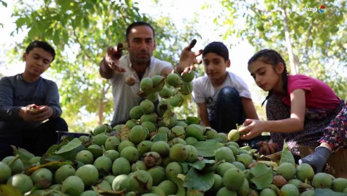 Elazığ'da Ceviz Üreticileri İş Başında! İşte Üreticilerden Fiyat Açıklaması