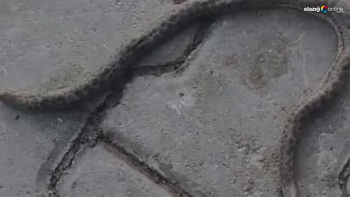 Elazığ'da Ahır Girişinde Çift Başlı Yılan Şoku! Çiftçi O Anları Böyle Kaydetti!