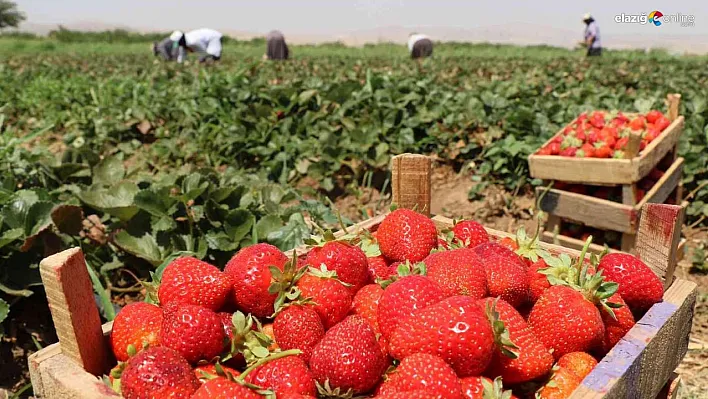 Elazığ'ın köylerinde çilek hasadı devam ediyor