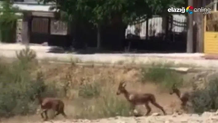 Elazığ'da dağ keçileri bu kez mahalleye kadar indi