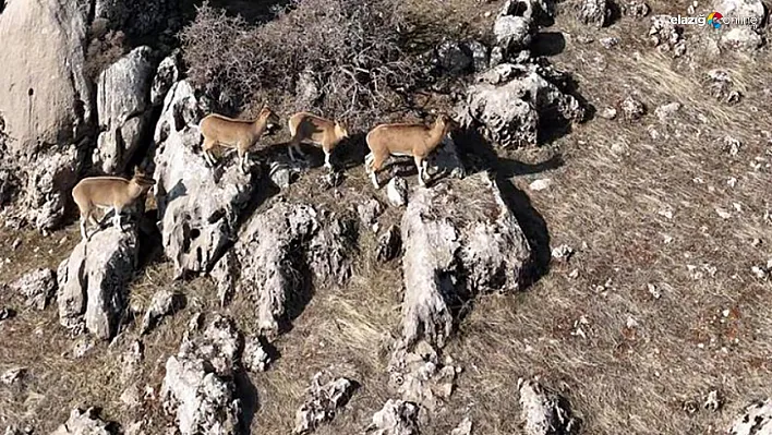 Elazığ'da Dağ Keçileri Dron ile Görüntülendi! Muhteşem Doğa Manzarası Büyüledi!