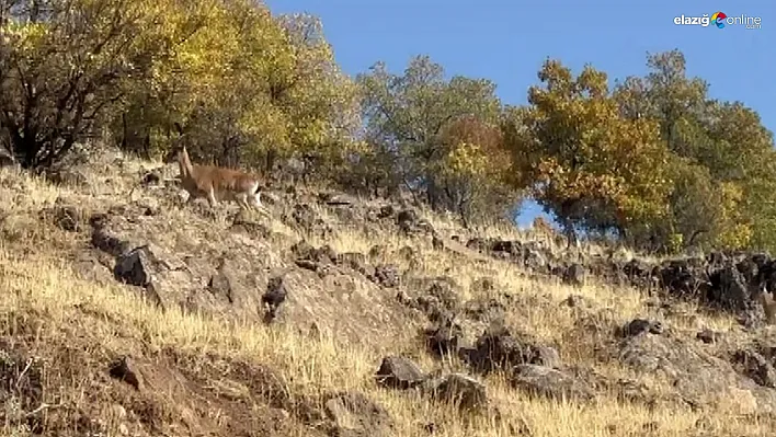 Elazığ'da Doğal Güzellik: Koruma Altındaki Dağ Keçileri Kamerada!