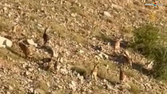 Elazığ'ın Dağlarında Sessiz Tanıklar: Dağ Keçileri Böyle Görüntülendi!