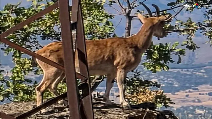 Karakoçan'da Dağ Keçileri Doğa Tutkunlarını Büyüledi!