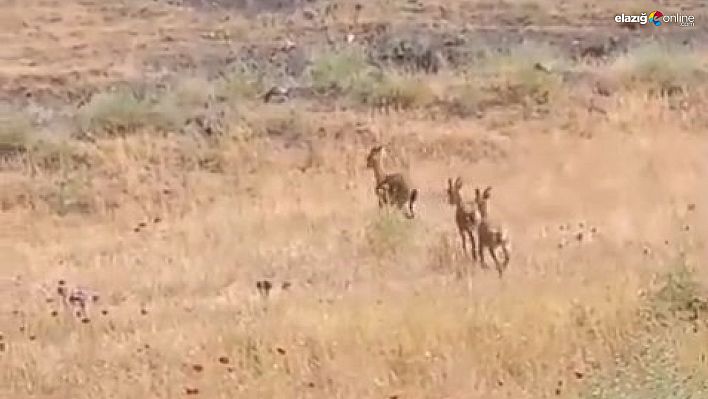 Elazığ Palu'da Koruma Altındaki Dağ Keçileri, Ziyaretçilere Sürpriz Yaptı!