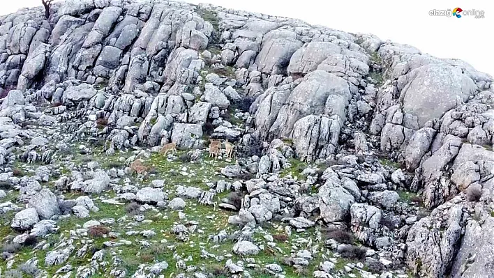 Dağ keçileri sürü halinde Harput'a indi