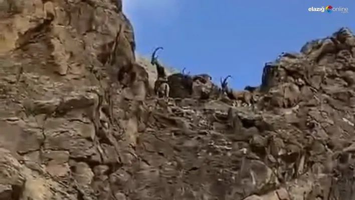 Dağ keçileri bu sefer Keban'da görüntülendi