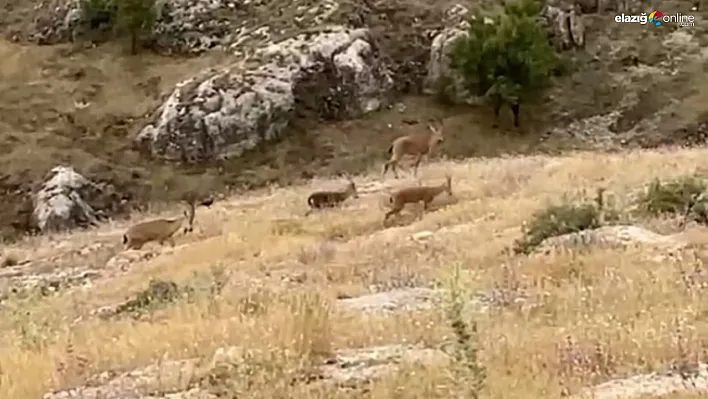 Elazığ'da Yaban Hayatı Geri Dönüyor: Harput'ta Dağ Keçileri Kamerada!