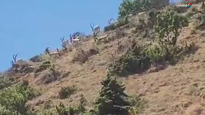 Yaban Hayatının Güzelliği Elazığ Baskil'de Objektiflere Yansıdı!