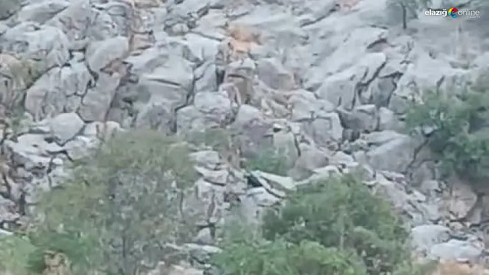 Palu'da Doğa Harikası Dağ Keçileri Sürü Halinde Görüldü!