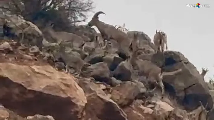 Palu'da Koruma Altındaki Dağ Keçileri Sürü Halinde Görüntülendi!