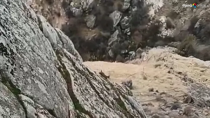 Doğaseverin objektifi Harput'un yaban hayatını kaydetti