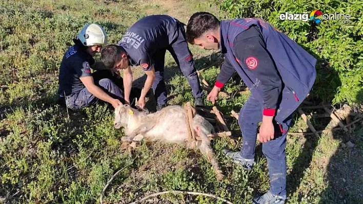 Definecilerin kazdığı kuyuya düşen keçi kurtarıldı