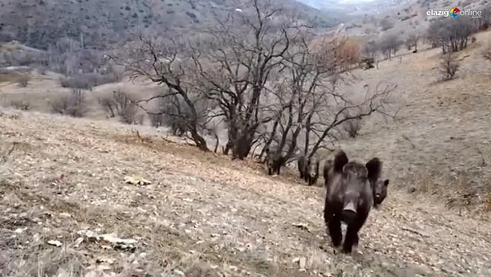 Kırsalda Yiyecek Arayan Domuzlar Drona Yakalandı!