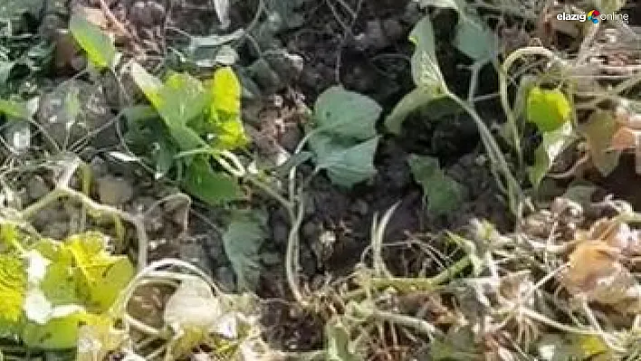 Çiftçiler yetkililerden çözüm bekliyor!