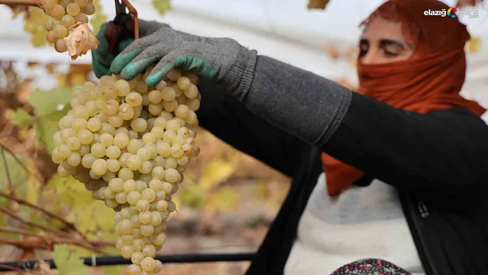 Elazığ'ın Üzüm Başkenti Hoşköy'de Hasat Alarmı! Rekolte Dibe Vurdu!