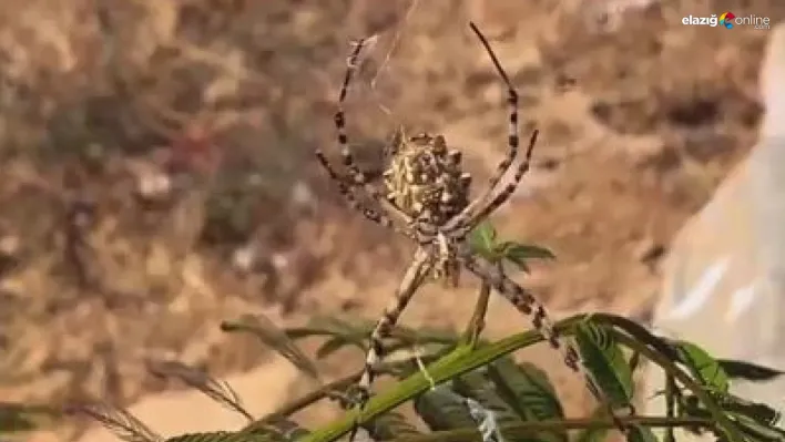 Dünyanın en zehirli örümcekleri arasında: Sivrice'de görüldü!